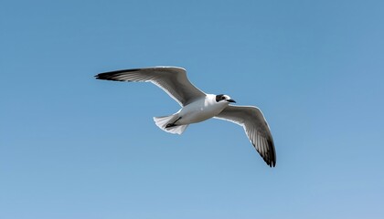 Obraz premium A beautiful seagull with its white and gray feathers gracefully soars through a clear, bright blue sky.