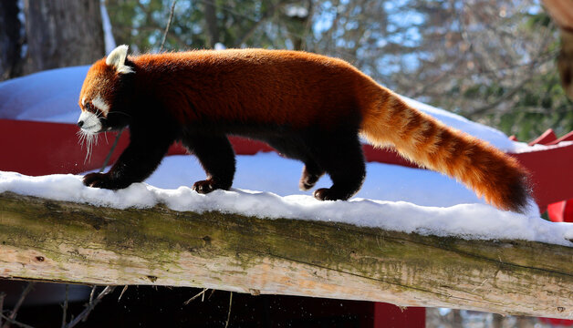 The red panda (Ailurus fulgens), also called lesser panda and red cat-bear, is a small arboreal mammal native to the eastern Himalayas and south-western China.