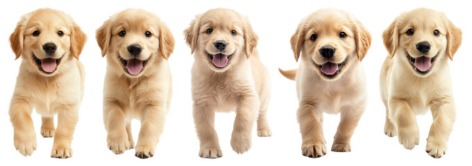 Obraz premium PNG Adorable puppies running happily, transparent background