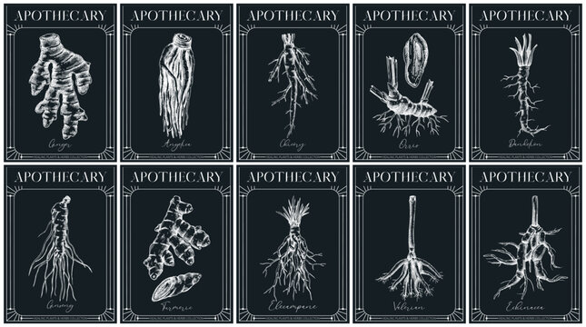 Vinatge apothecary root labels set. Medicinal plants hand drawn vector illustrations in engraving  style for packaging and branding. NOT AI generated