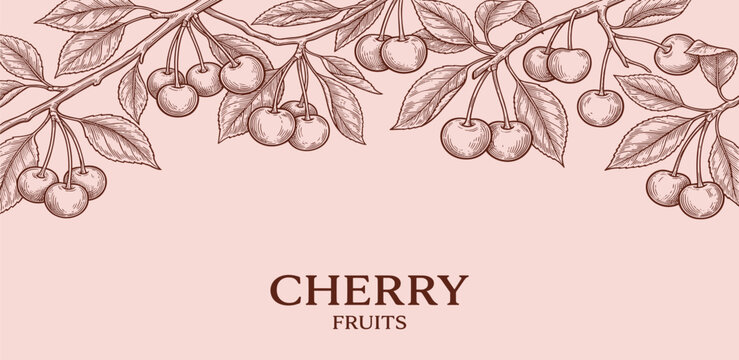 Vintage illustration of cherry fruits on a branch, perfect for culinary and artistic applications