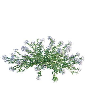 Plumbago auriculata tree, elevation, front view, cutout, transparent background, isolate, Delicate blue pea flowers with green leaves, a beautiful natural floral pattern.