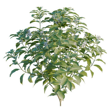 Tabernaemontana divaricata tree, elevation, front view, cutout, transparent background, isolate, Elegant Green Foliage Branch with Delicate Leaves, Natural Beauty, Detailed Texture, Springtime