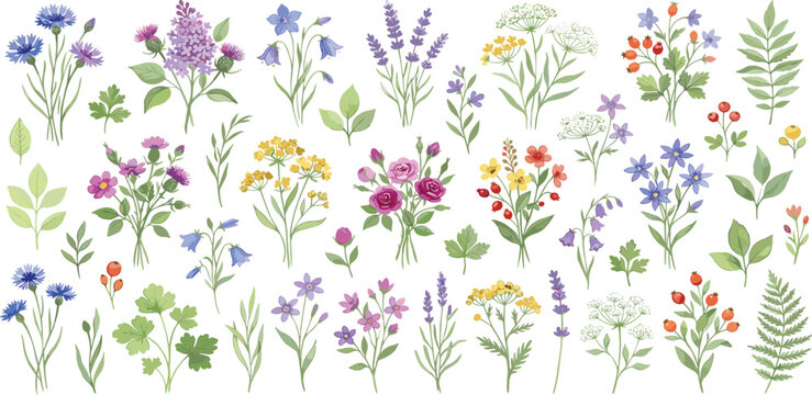 Watercolor collection of diverse wildflowers and delicate botanical elements. Hand-painted spring and summer blooms, perfect for nature-inspired designs and artistic projects