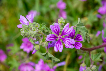 Close up of Purple Common Mallow Flowers (Malva sylvestris) with Dark Veins and Green Leaves © Esin Deniz