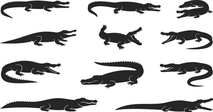Set of crocodile silhouettes in various swimming and resting poses