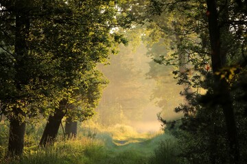 Naklejka premium Path through a deciduous forest on a foggy summer morning.