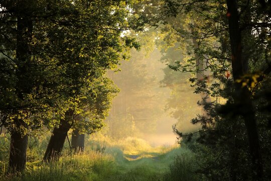 Path through a deciduous forest on a foggy summer morning.