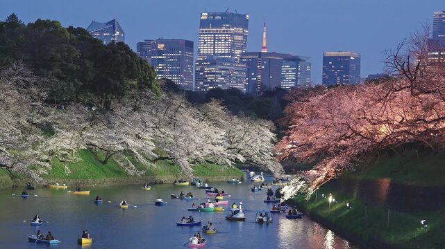 千鳥ヶ淵　桜　夜桜