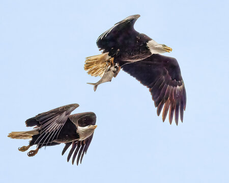 One Eagle Chasing Another to Get it's Breakfast