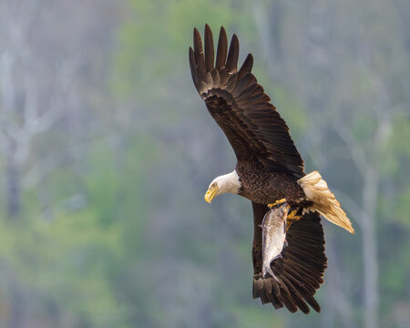Eagle flying back to its nest with its breakfast