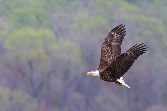 Eagle in Flight back to its nest