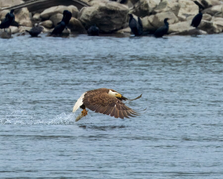Eagle Fishing for lunch in the Susquahana River