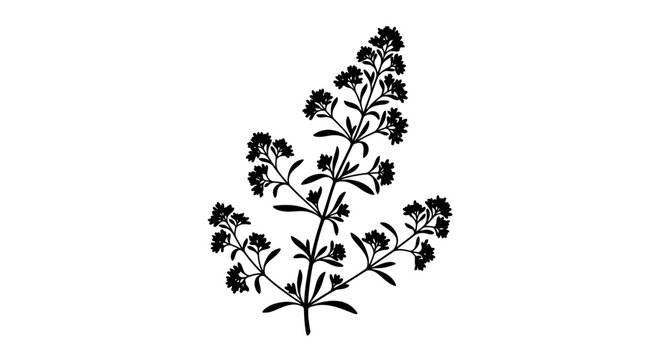 Elegant Silhouette of a Blooming Galium Aparine Plant.