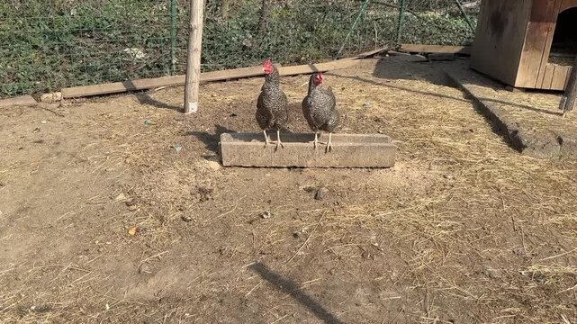 Barred plymouth rock chickens in a pen
