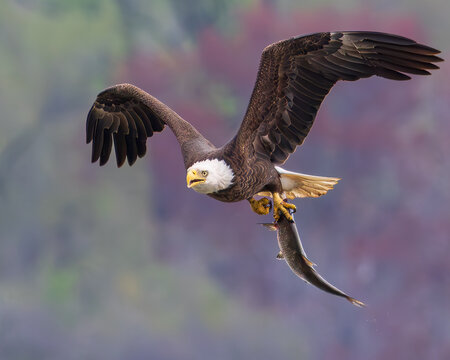 Eagle flying back to its nest with its breakfast