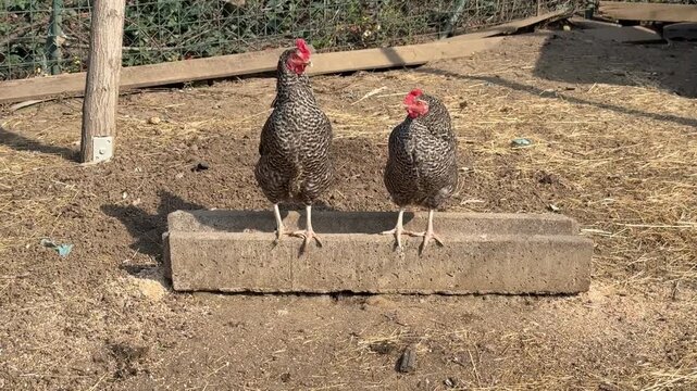 Barred plymouth rock chickens in a pen