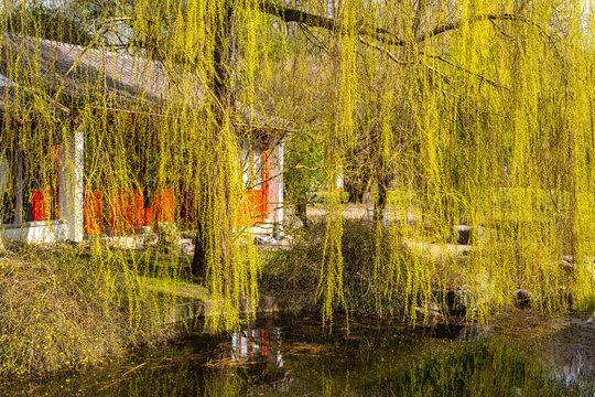 Gro&szlig;e Trauerweide (Salix babylonica) in einer malerischen Parklandschaft, Chinesischer Garten in den G&auml;rten der Welt, auch bekannt als Garten des wiedergwonnenen Mondes,  Berlin, Deutschland
