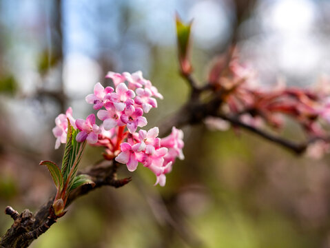 Winterschneeball, Viburnum bodnantense, Berlin, Deutschland