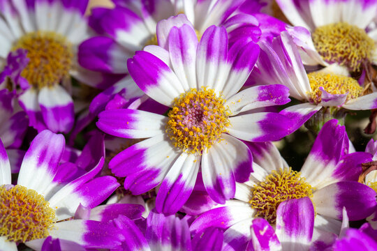 Macro shot of blooming Pericallis hybrida Cineraria flowers with purple and white petals