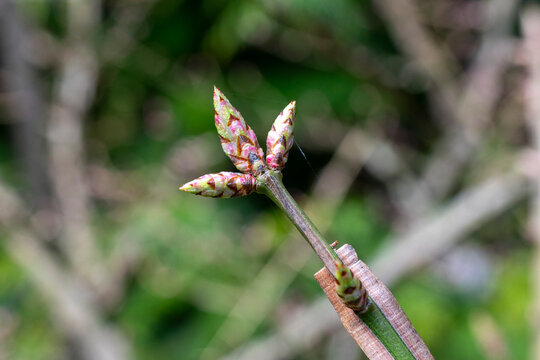 Das Bild zeigt die Knospen einer Pflanze, bei der es sich  um den Japanischen Orangenbaum (Orixa japonica) handelt, Berlin, Deutschland