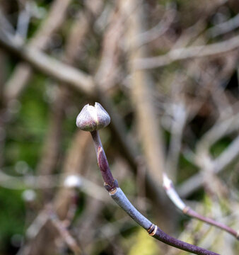 Hartriegel (Cornus) , vermutlich ein Bluemn-Hartriegel, dessen Knospen kurz vor dem Aufbl&uuml;hen stehen, Berlin, Deutschland