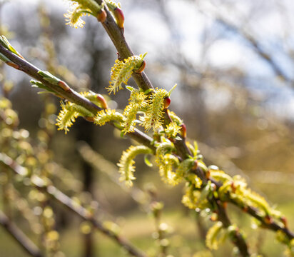 bl&uuml;hende Zweige einer Weide, Salix, Berlin, Deutschland