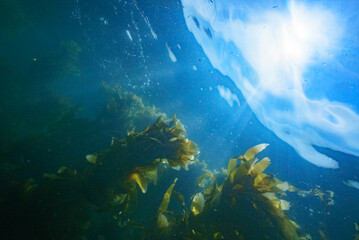 Obraz premium Submerged Scene at Catalina Dive Park