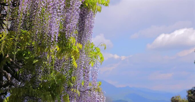 Blooming wisteria clusters swaying in a gentle spring breeze against blue sky and clouds, static shot in a garden captures purple racemes and fresh green leaves moving softly with airy