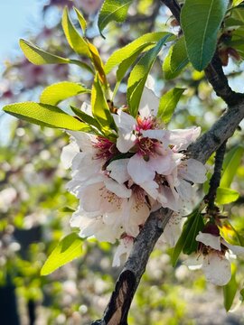 Flor del almendro 