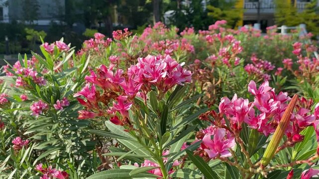 Vibrant pink Oleander flowers blooming in a sunny garden. Beautiful clusters of rose-pink blossoms with green leaves. Ideal for botanical and nature-themed projects.