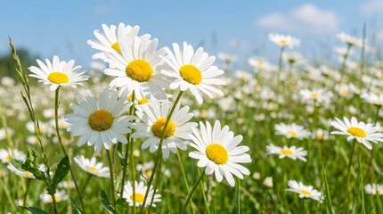 Obraz premium Vibrant white daisies with yellow centers bloom in a lush green field under a bright sunny blue sky with soft white clouds