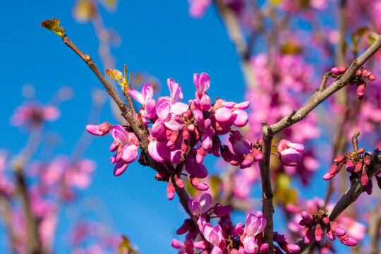Close up of pink Judas tree flowers Cercis siliquastrum blooming on branch in spring