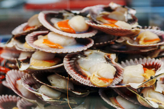 fresh scallops, Olivar market, Palma, Mallorca, Balearic Islands, Spain
