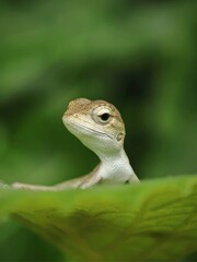 Fototapeta premium Close-up of a small brown lizard peeking over a vibrant green leaf in its natural habitat.
