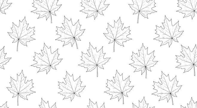 Seamless background pattern of delicate line art maple leaves scattered across a clean white canvas for a minimalist autumn theme.