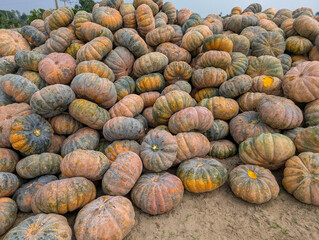 Large pile of pumpkins in a field during harvest season under a blue sky in late afternoon