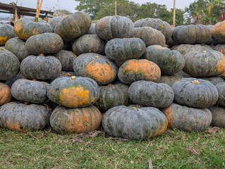 Piles of pumpkins are arranged neatly on a farm during the autumn season in the countryside at sunset with a clear sky above and trees in the background