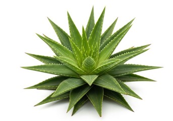 Fototapeta premium Aloe plant with sharp green leaves on white background