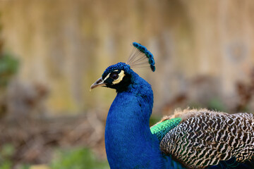 Obraz premium Blue Peacock in Detailed Portrait with Vibrant Plumage and Blurred Background