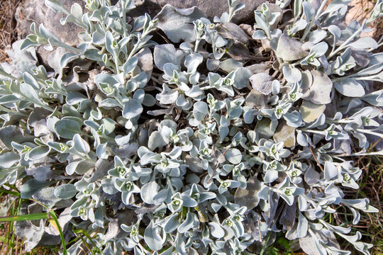 Top view of silver Ballota pseudodictamnus plant with fuzzy leaves in rocky nature