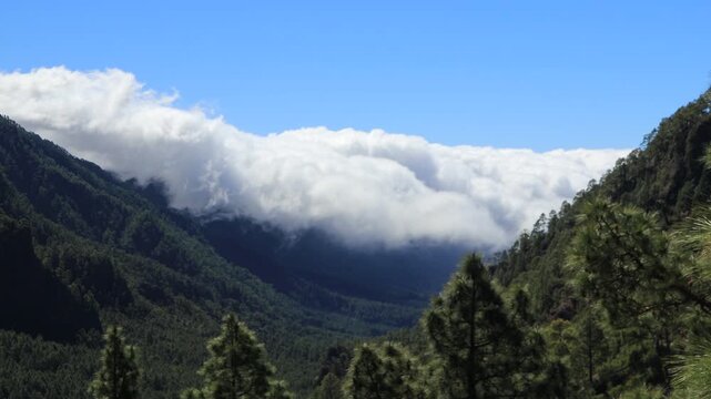 Time-lapse de nubes fluyendo como cascada sobre valle monta&ntilde;oso cubierto de pinos. Paisaje natural dram&aacute;tico en d&iacute;a soleado, La Palma.