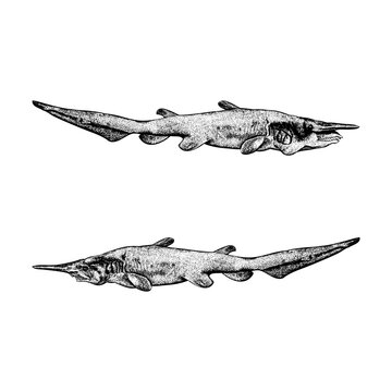 Hand-drawn stipple and ink dot vector illustration set featuring two primitive goblin sharks (Mitsukurina owstoni) facing opposite directions, showcasing their distinctive elongated snouts.