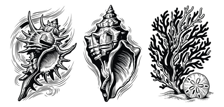 Engraving illustration set of 3 ocean elements featuring spiky murex shell, conch and coral with sand dollar for nautical design