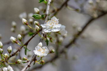 Fototapeta premium Prunus spinosa blackthorn flowers in bloom, small white flowering sloe tree branches