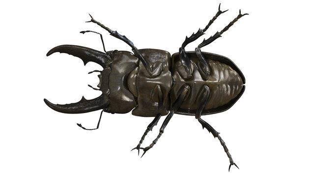 Close-up of a stag beetle on a white background.