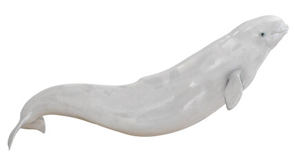 Elegant beluga whale swimming gracefully. © Ilie