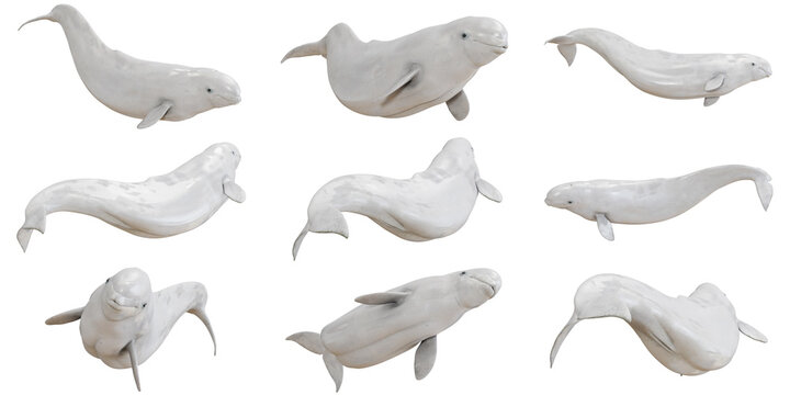 Collection of playful beluga whales in motion