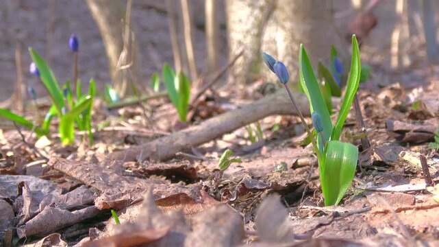 Siberian Squill Wildflowers Growing on Forest Floor in Spring