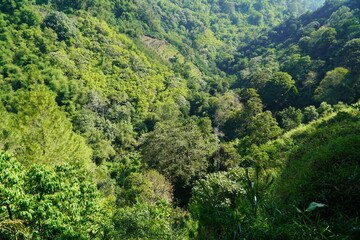 Fototapeta premium green forest in the mountains